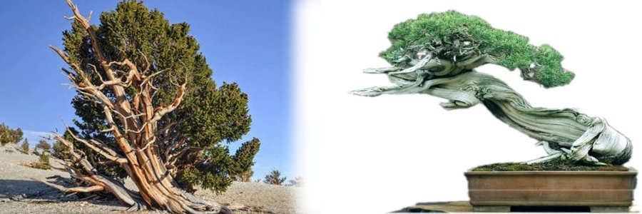 Bonsai 3